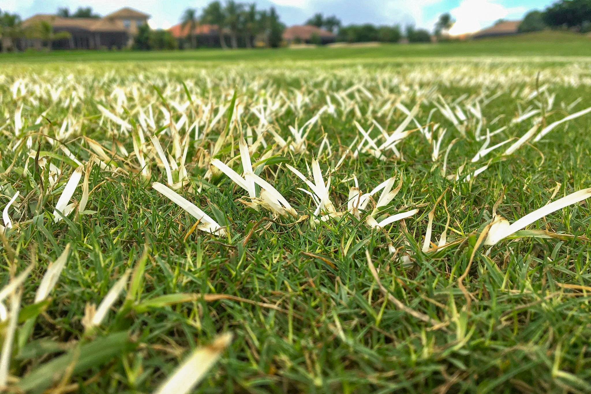 A Guide to Goosegrass Control
