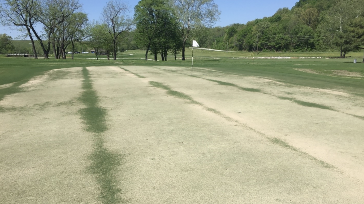 Ultra Dwarf Bermuda Grass Seed edu.svet.gob.gt