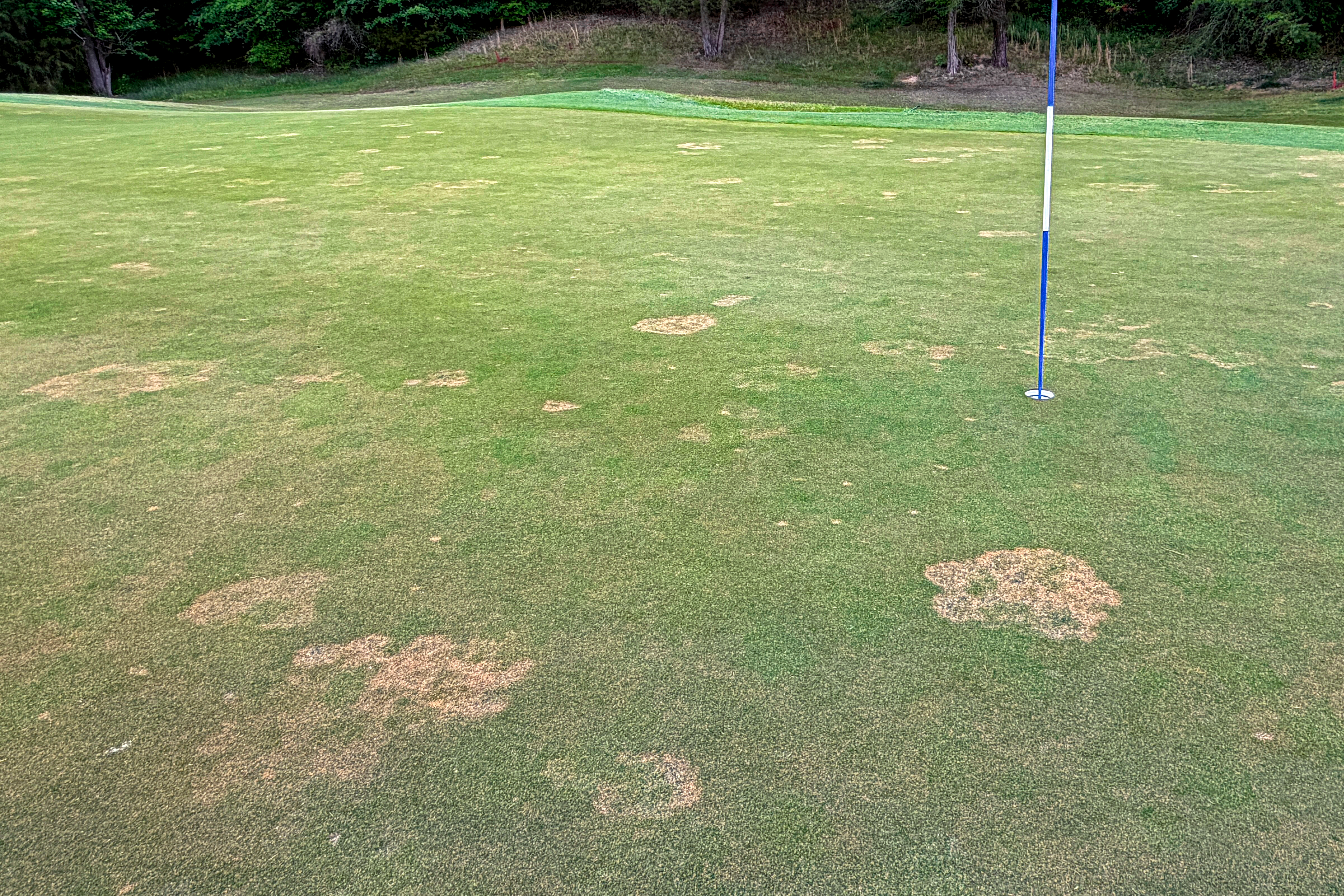 Managing Take-All Root Rot